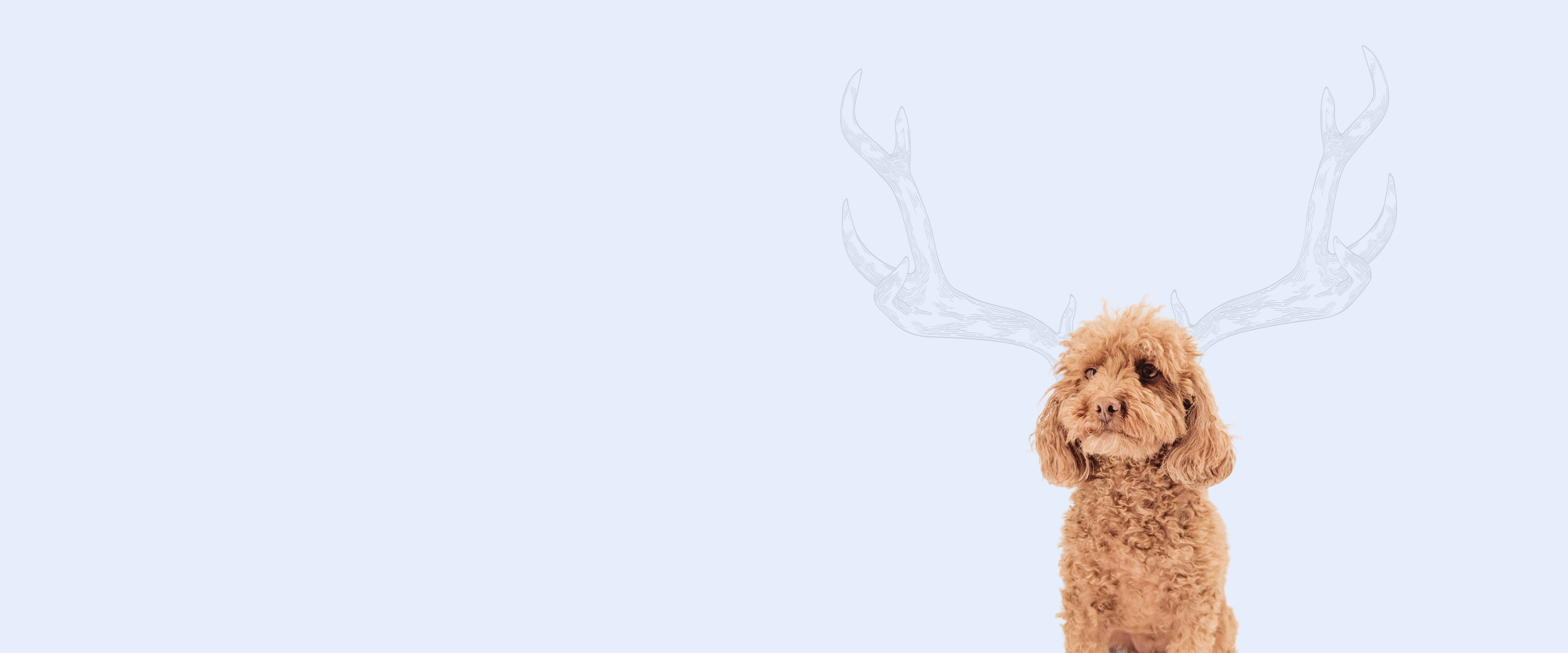Chilly Moose